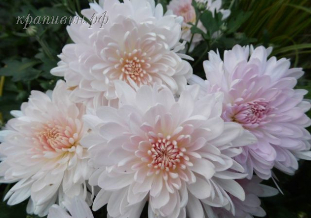 яблоневый цвет хризантема корейская