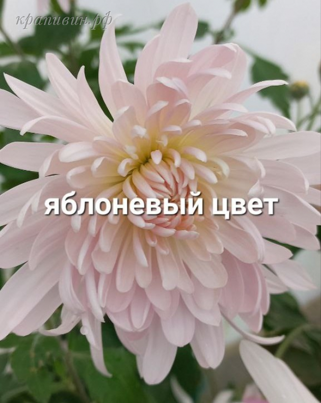 яблоневый цвет хризантема корейская фото