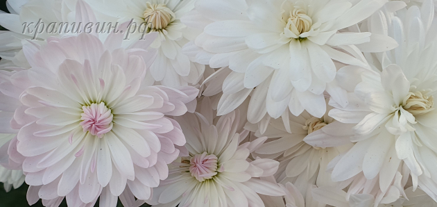 яблоневый цвет хризантема фото 