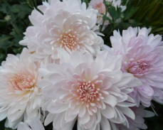 яблоневый цвет хризантема корейская