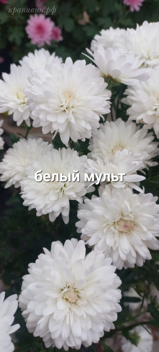 мультифлора купить