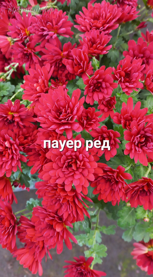 пауер ред мультифлора