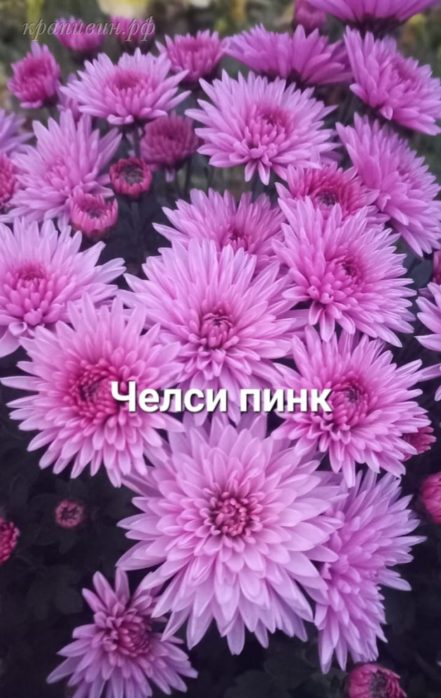 челси пинк мультифлора