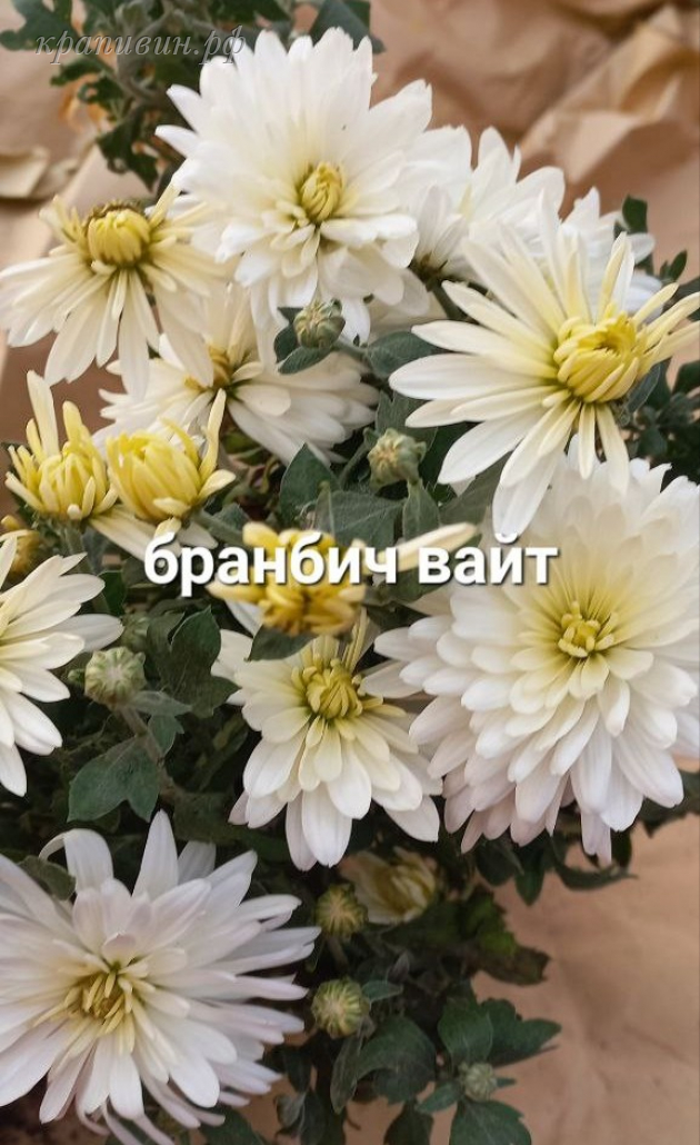 мультифлора бранбич вайт