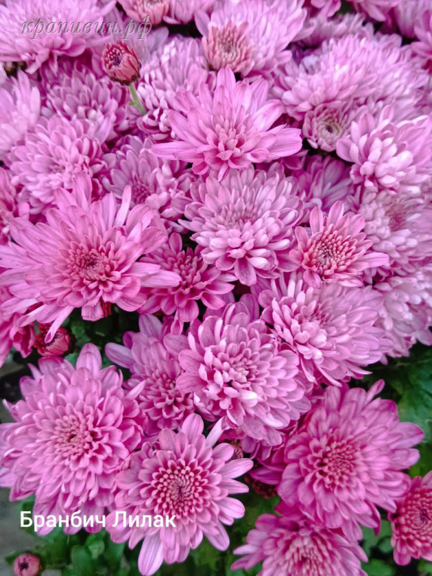бранбич лилак мультифлора
