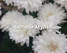 мультифлора купить