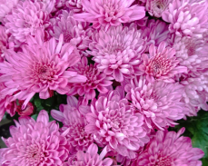 бранбич лилак мультифлора