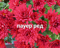 пауер ред мультифлора