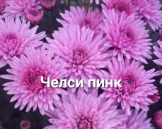 челси пинк мультифлора