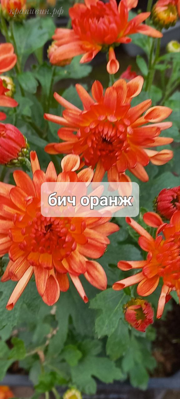 мультифлора бранбич оранж