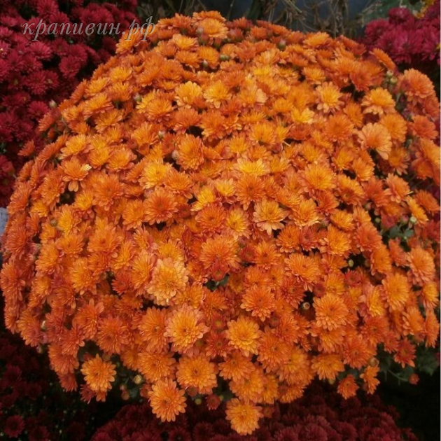 бранбич оранж мультифлора