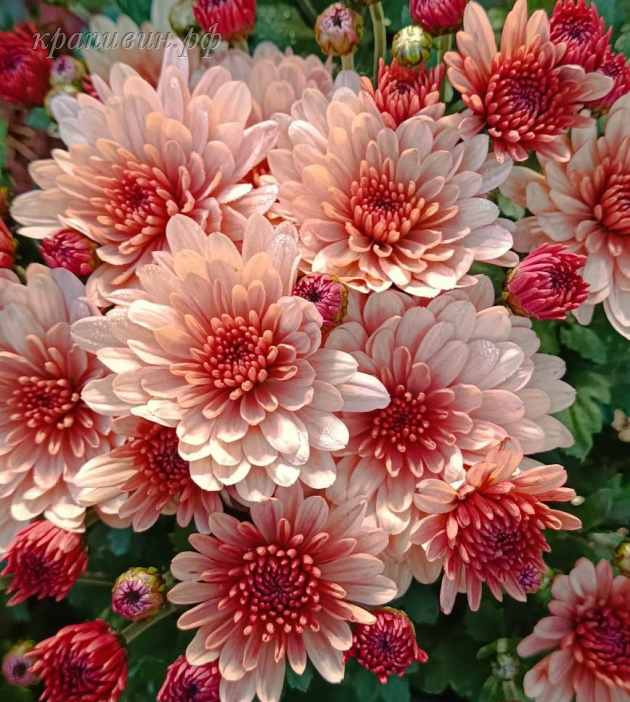 бранбич салмон мультифлора