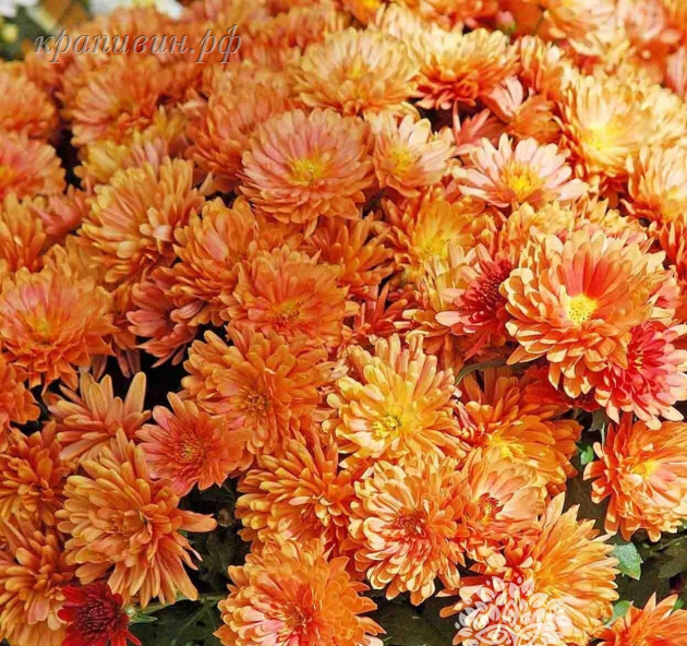 бранбич оранж мультифлора купить