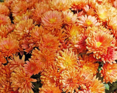 бранбич оранж мультифлора купить