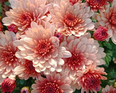 бранбич салмон мультифлора