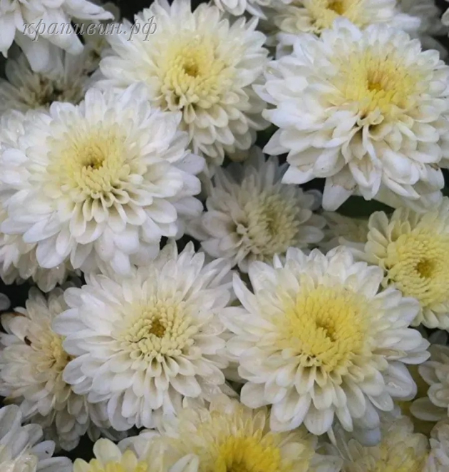 бранбич вайт мультифлора