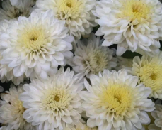 бранбич вайт мультифлора