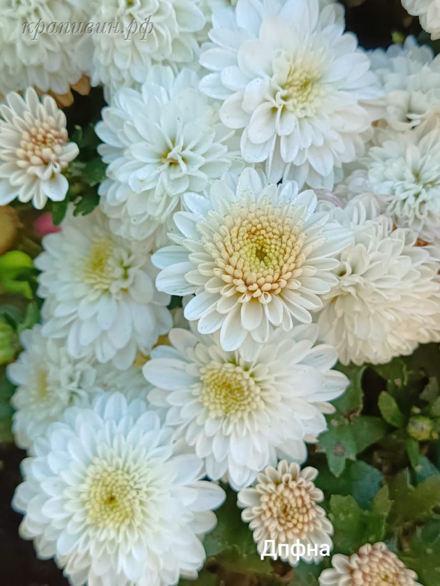 дафна мультифлора купить