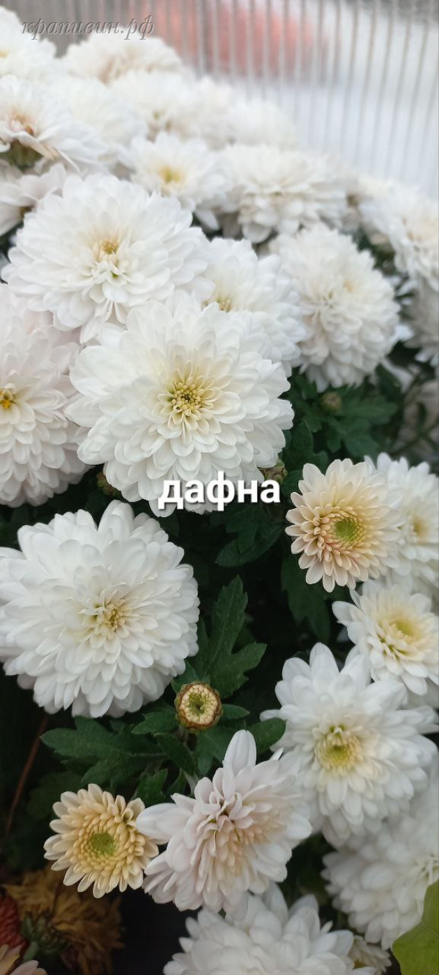 мультифлора дафна