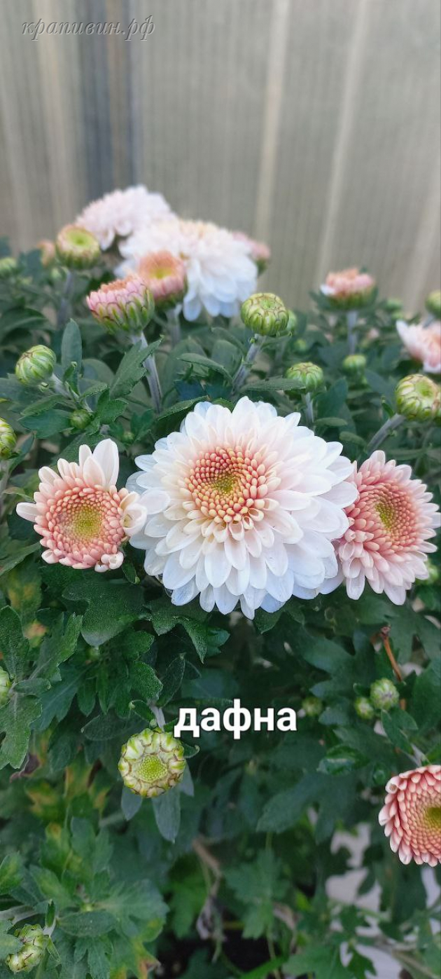 хризантема мультифлора дафна