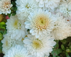 дафна мультифлора купить