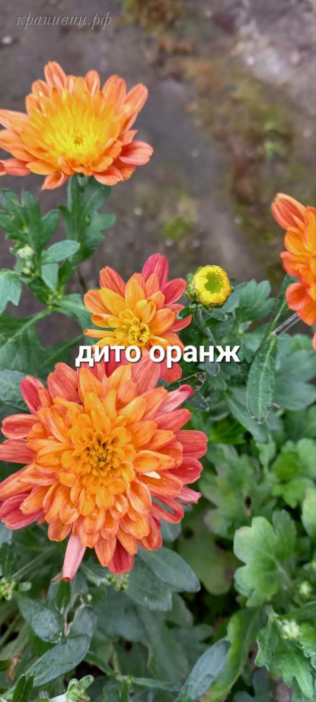 мультифлора дита дарк оранж