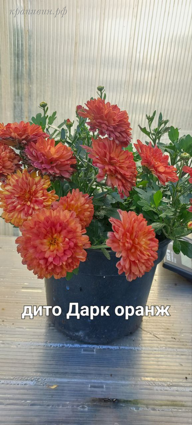 дита дарк оранж мультифлора