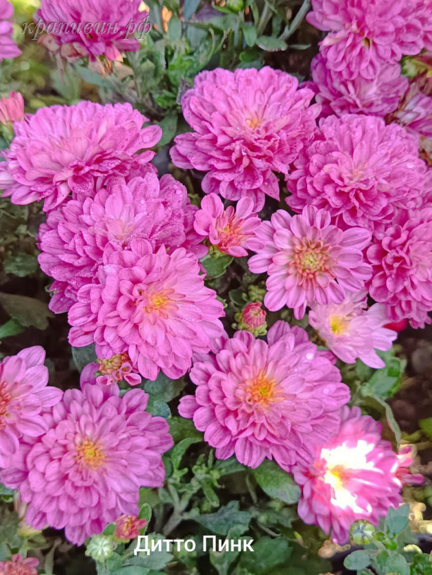 дита пинк мультифлора