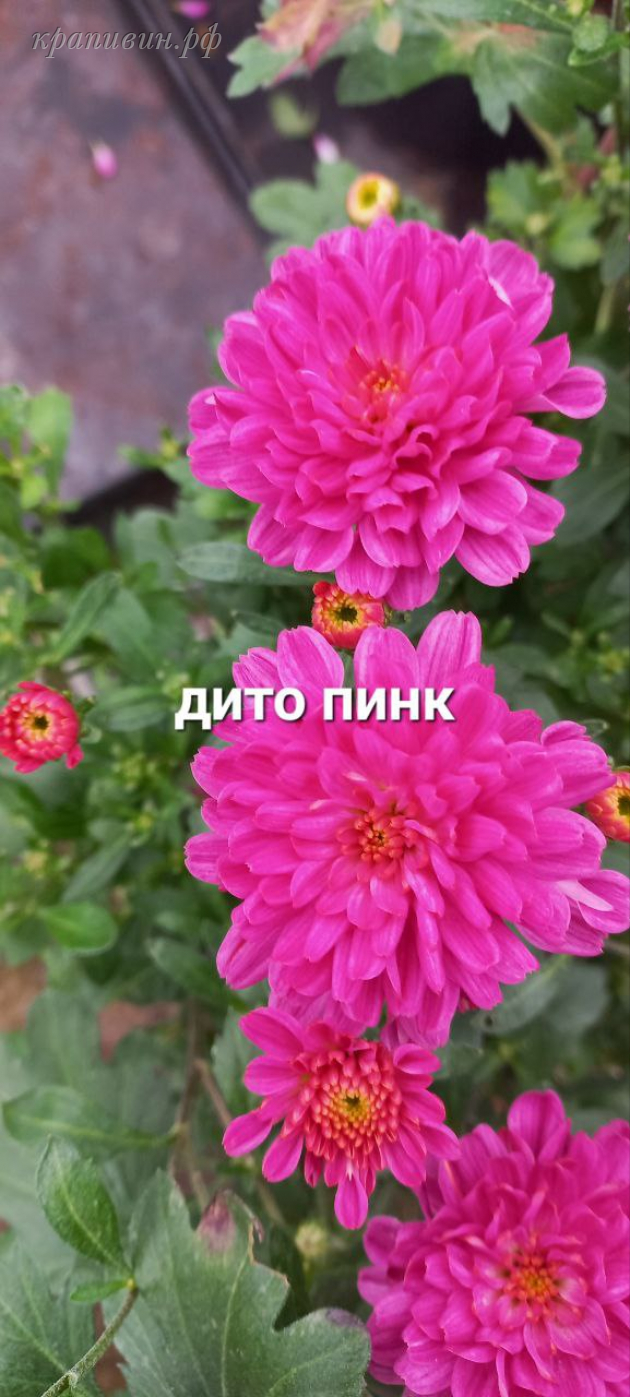 мультифлора дита пинк