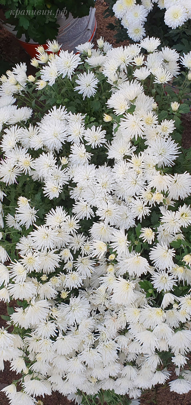 мультифлора трики вайт