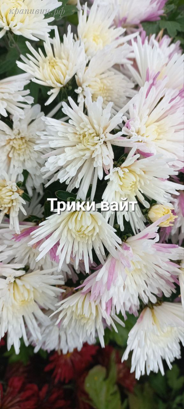 мультифлора трики вайт купить