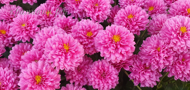 хризантема римкабель