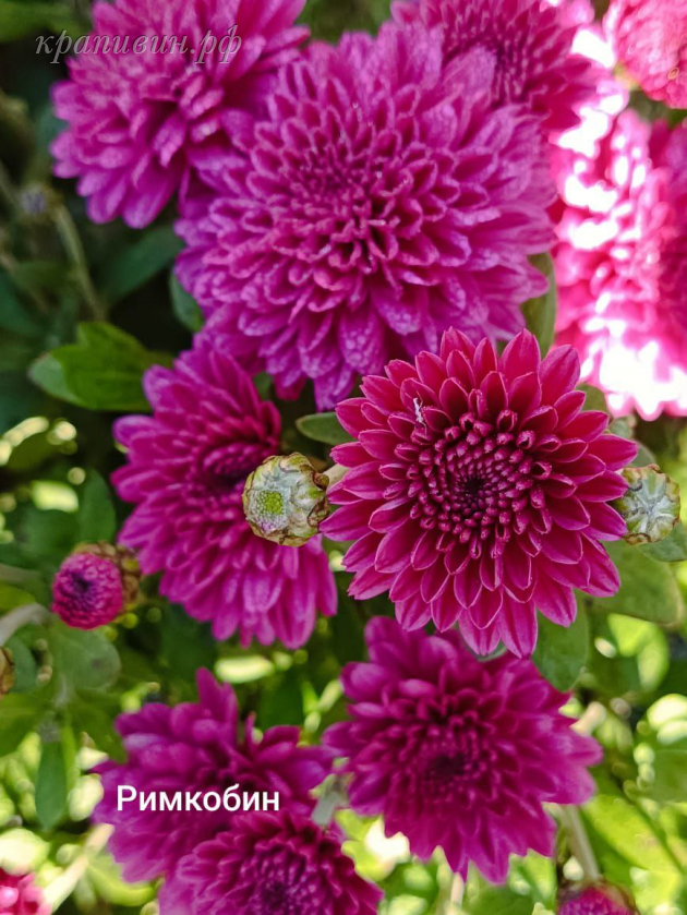 римкабель мультифлора купить