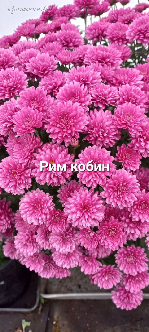 мультифлора римкабель