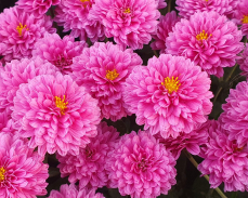 хризантема римкабель