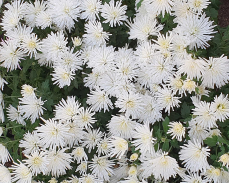 мультифлора трики вайт