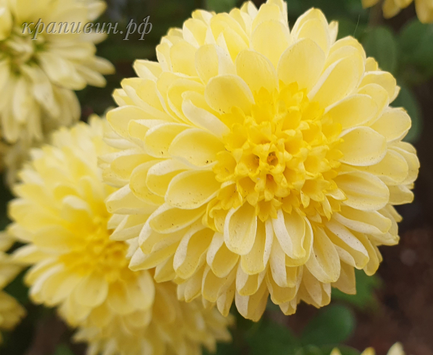 хризантема эльф желтый