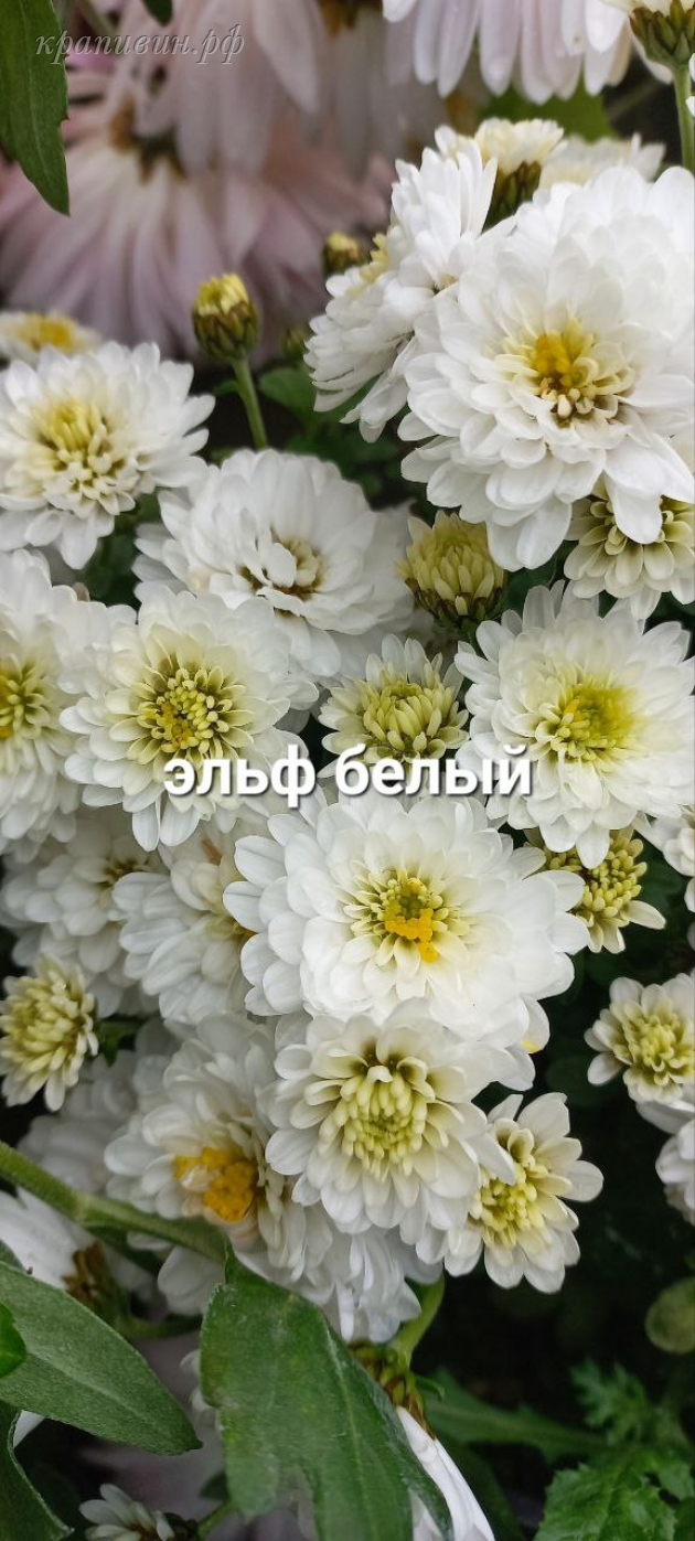 эльф хризантема мультифлора