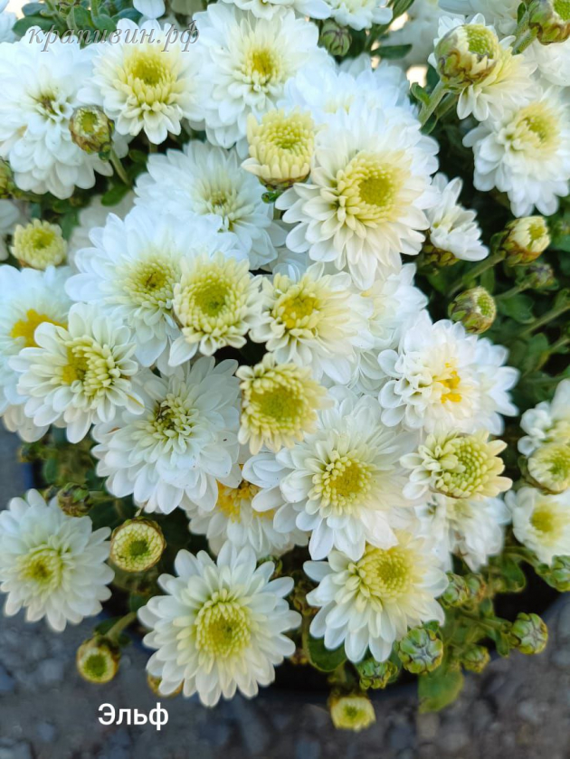 мультифлора эльф