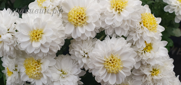 хризантема эльф мультифлора