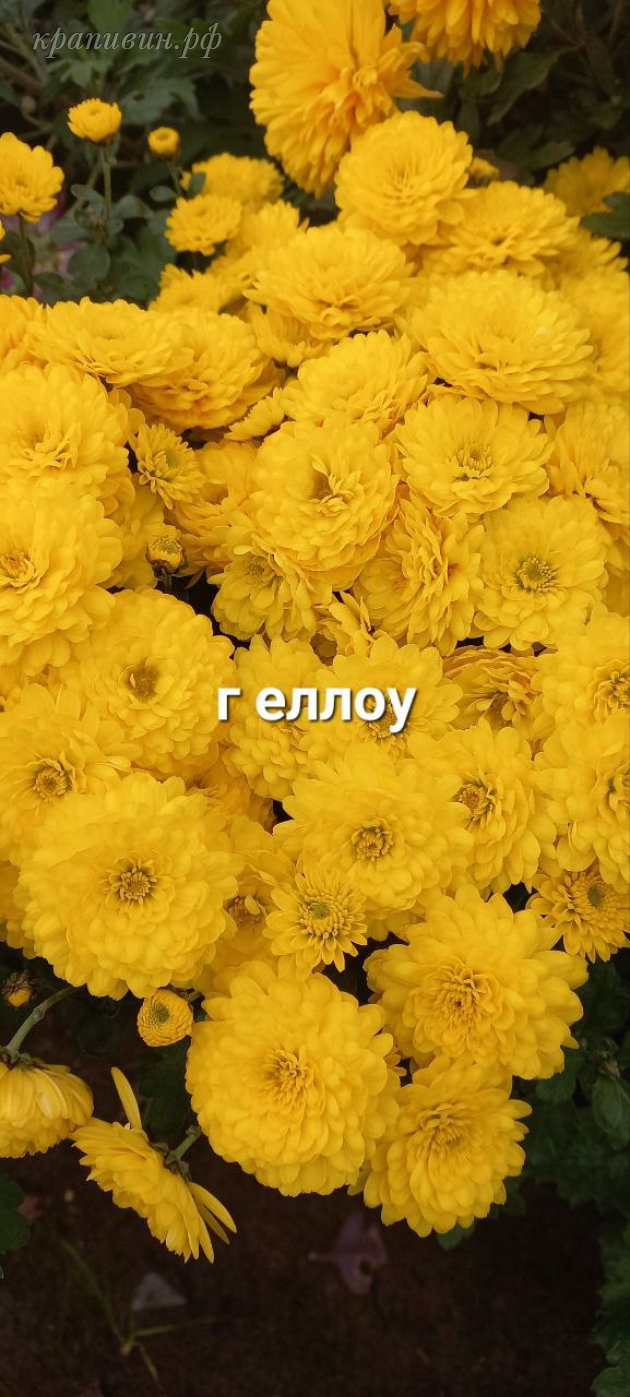 мультифлора гиди еллоу