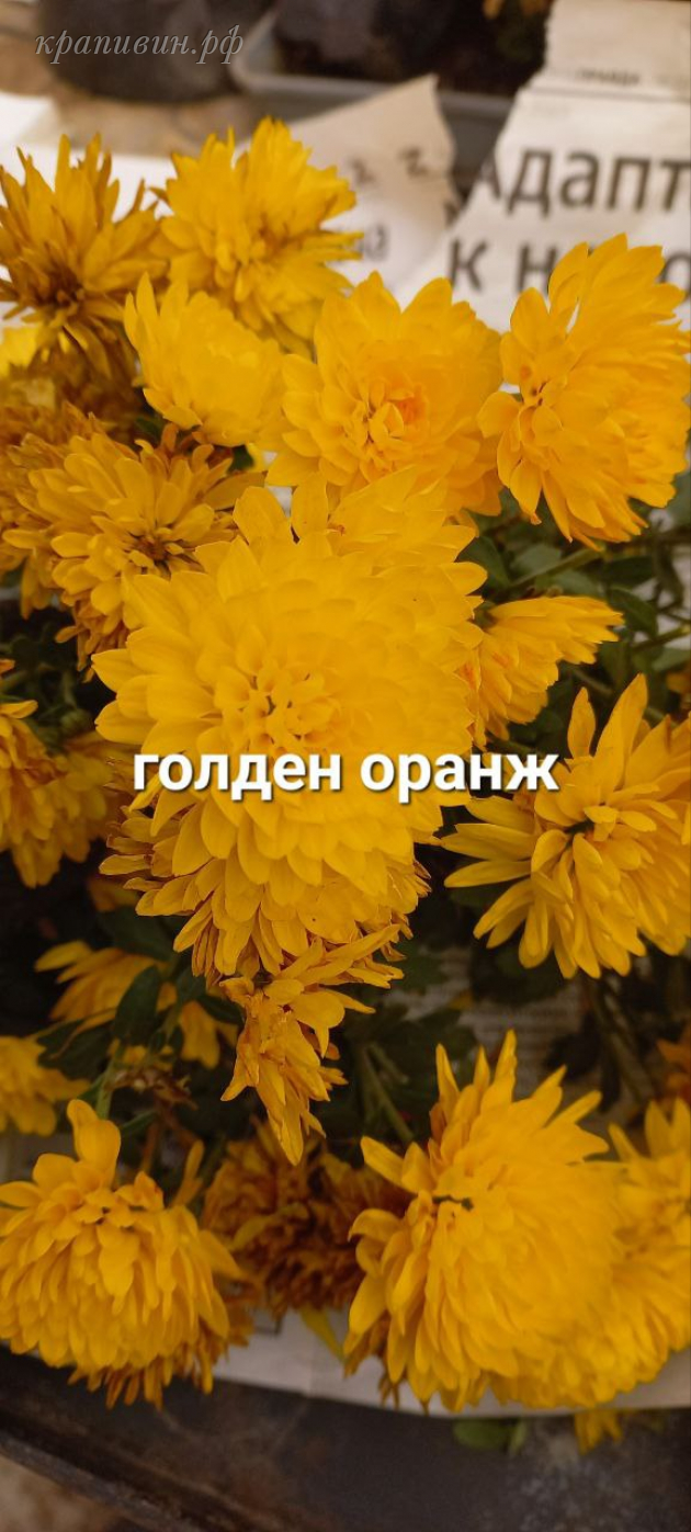 хризантема голден оранж