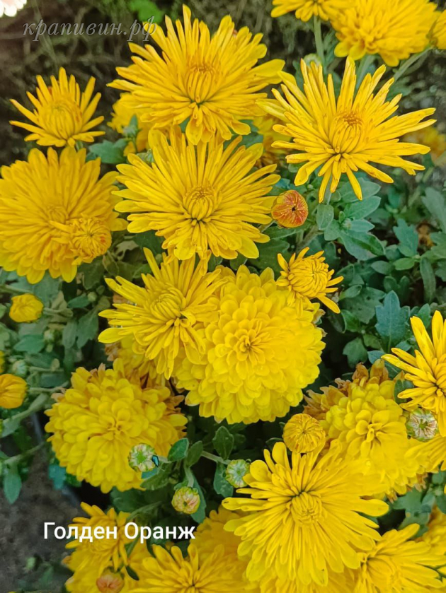 голден оранж хризантема мультифлора