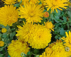 мультифлора голден оранж