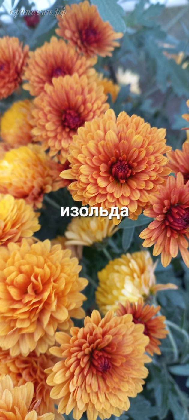 хризантема изольда