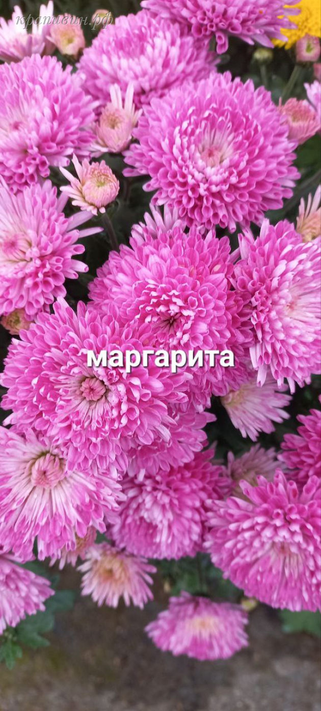 маргаритка мультифлора