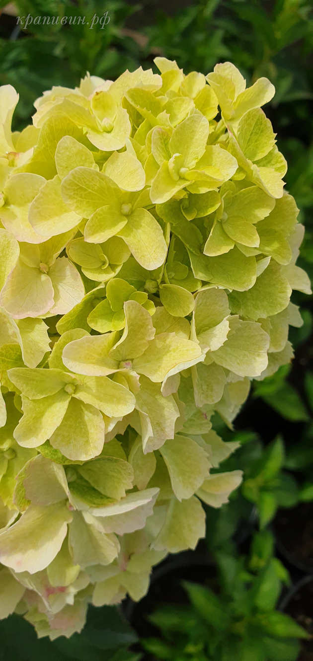 фрайз мельба