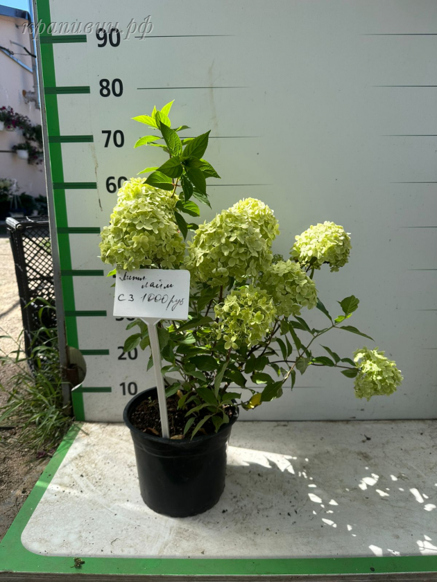 гортензия литл лайм