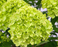 литл лайм гортензия метельчатая