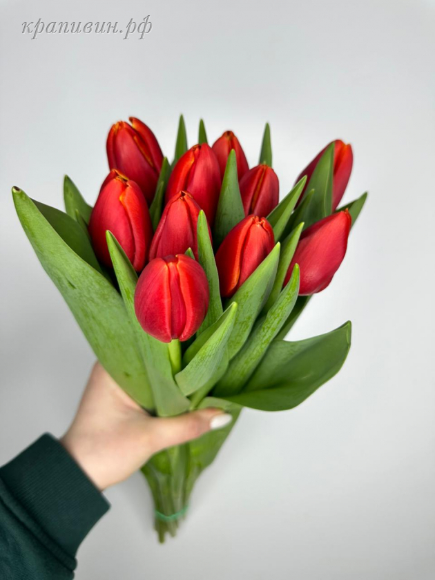 тюльпан пауерплей